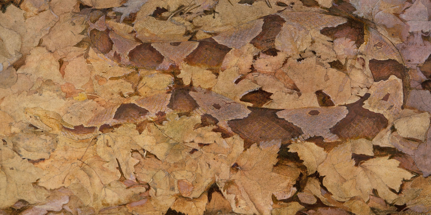 Copperhead Snake on Dead Leaves – The Art of Vanishing in Plain Sight