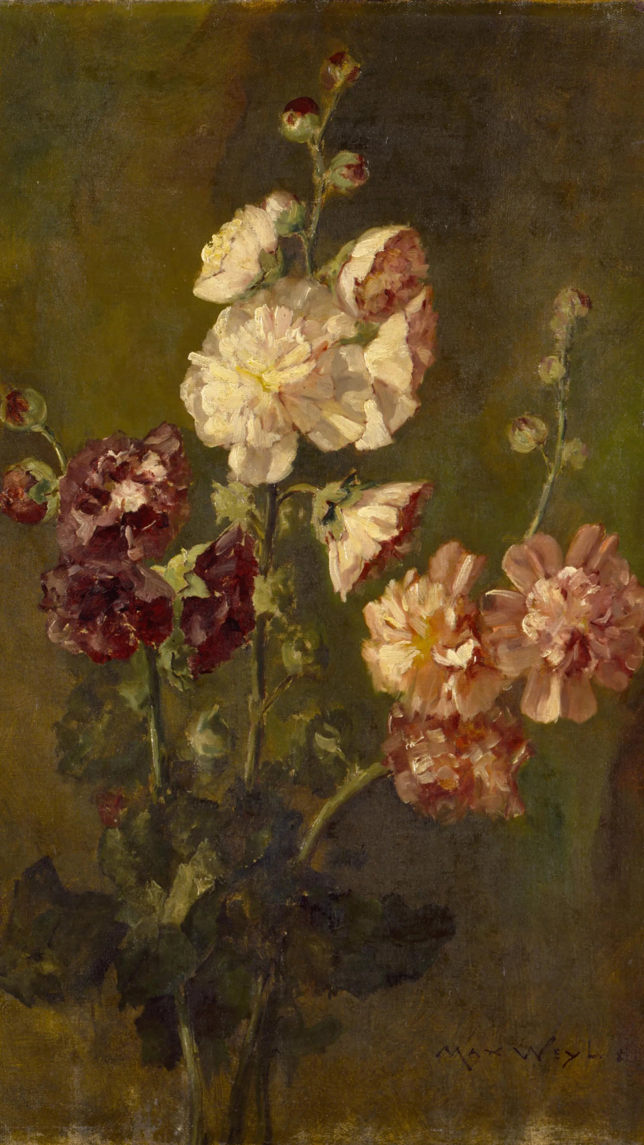 Hollyhocks