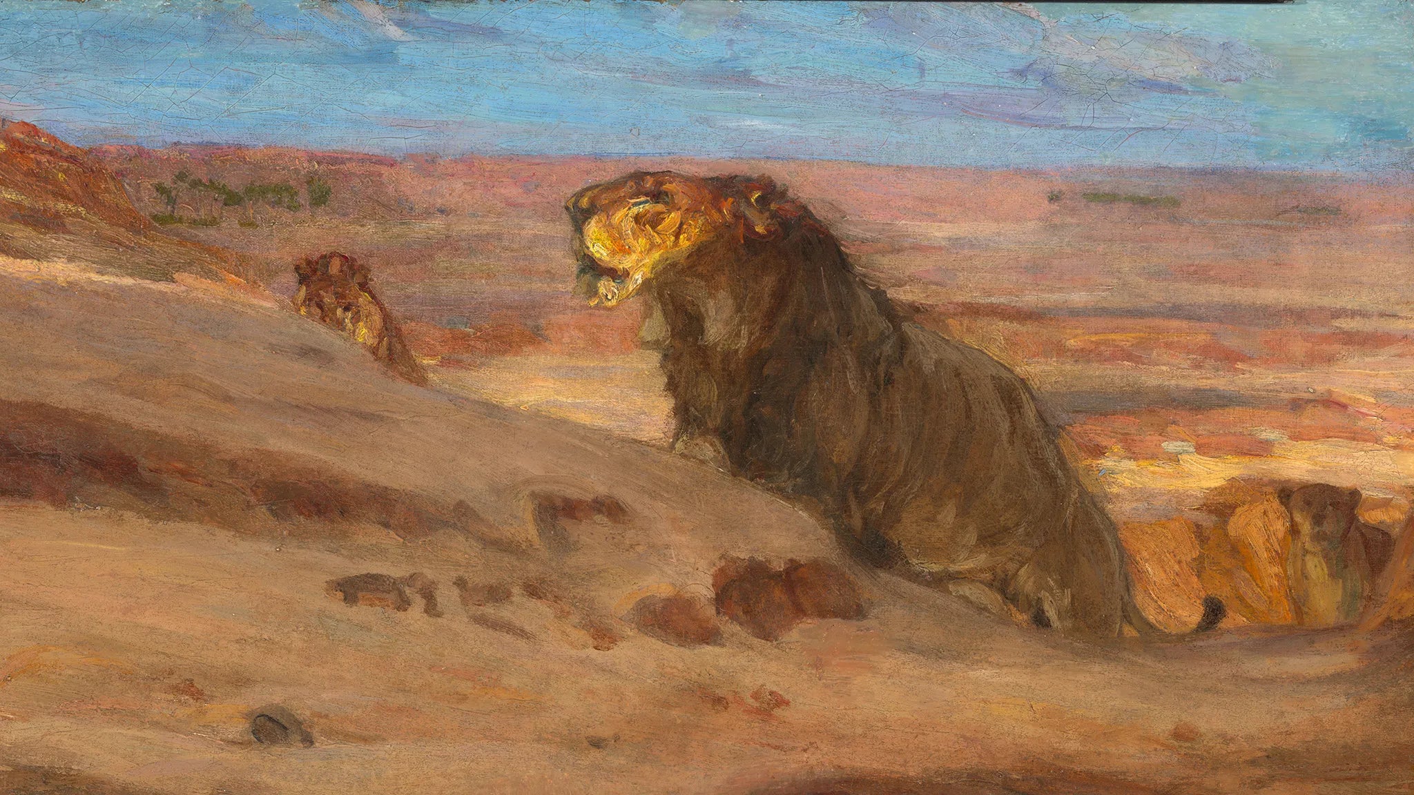 Lions in the Desert