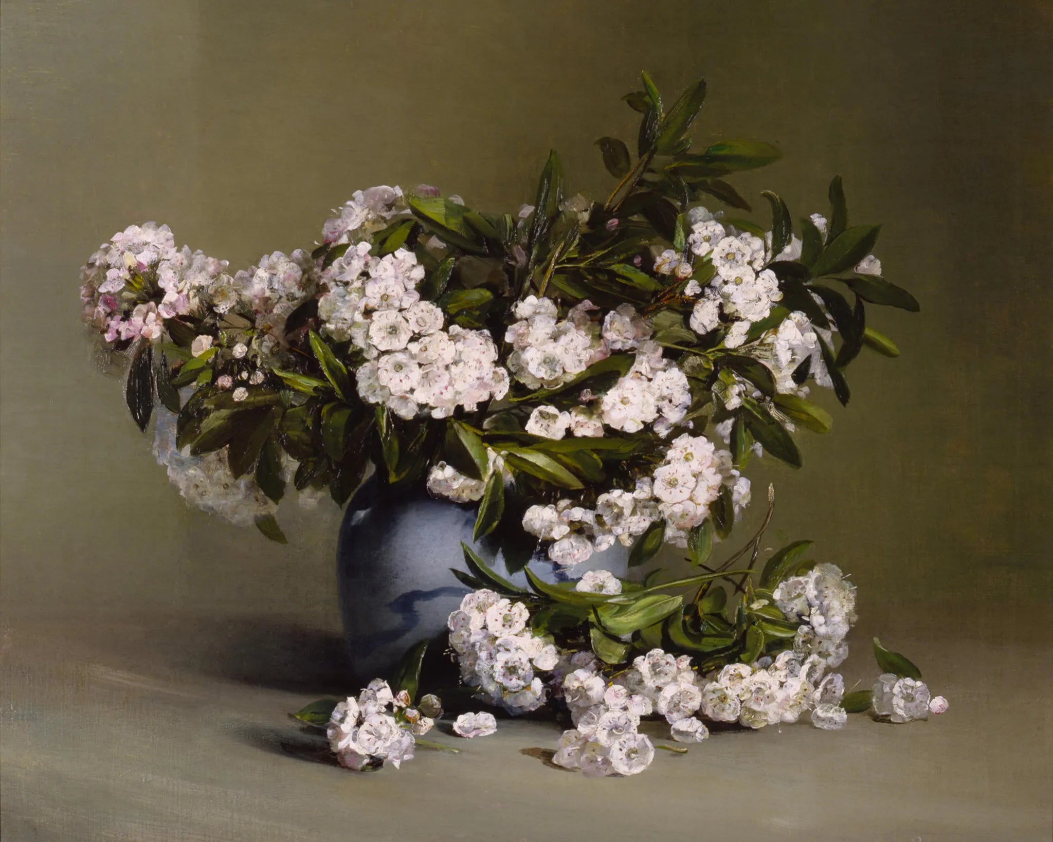 Mountain Laurel