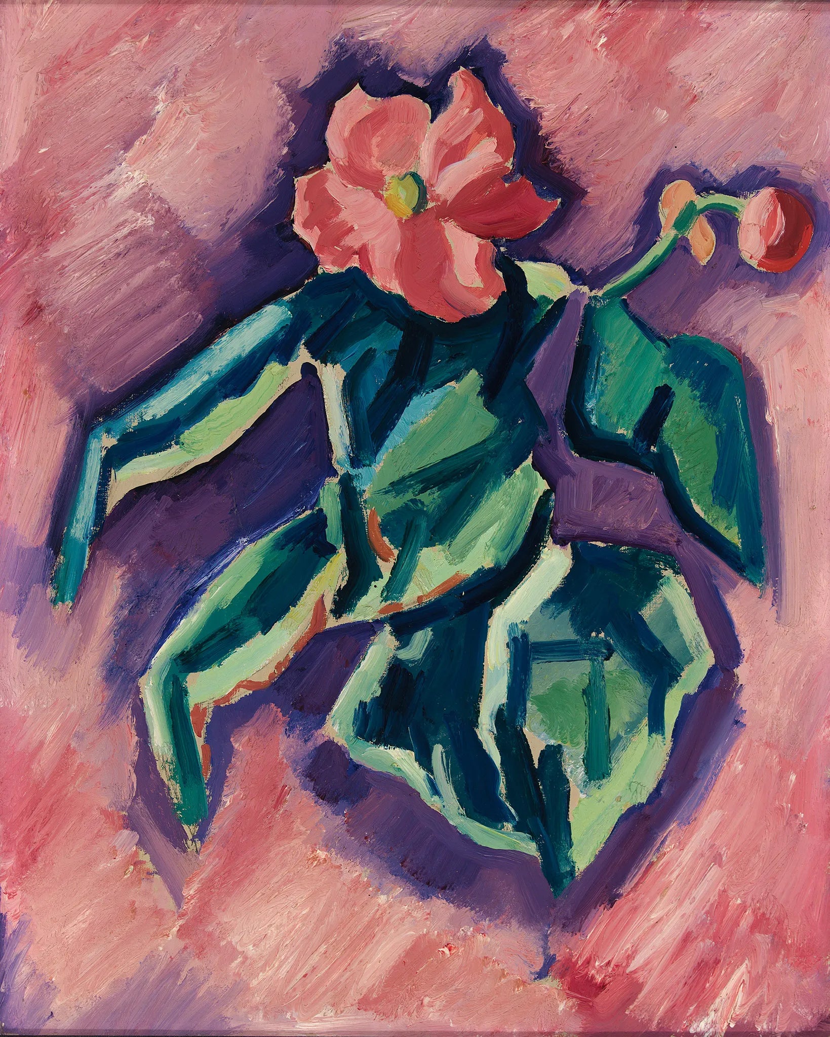 Pink Begonias