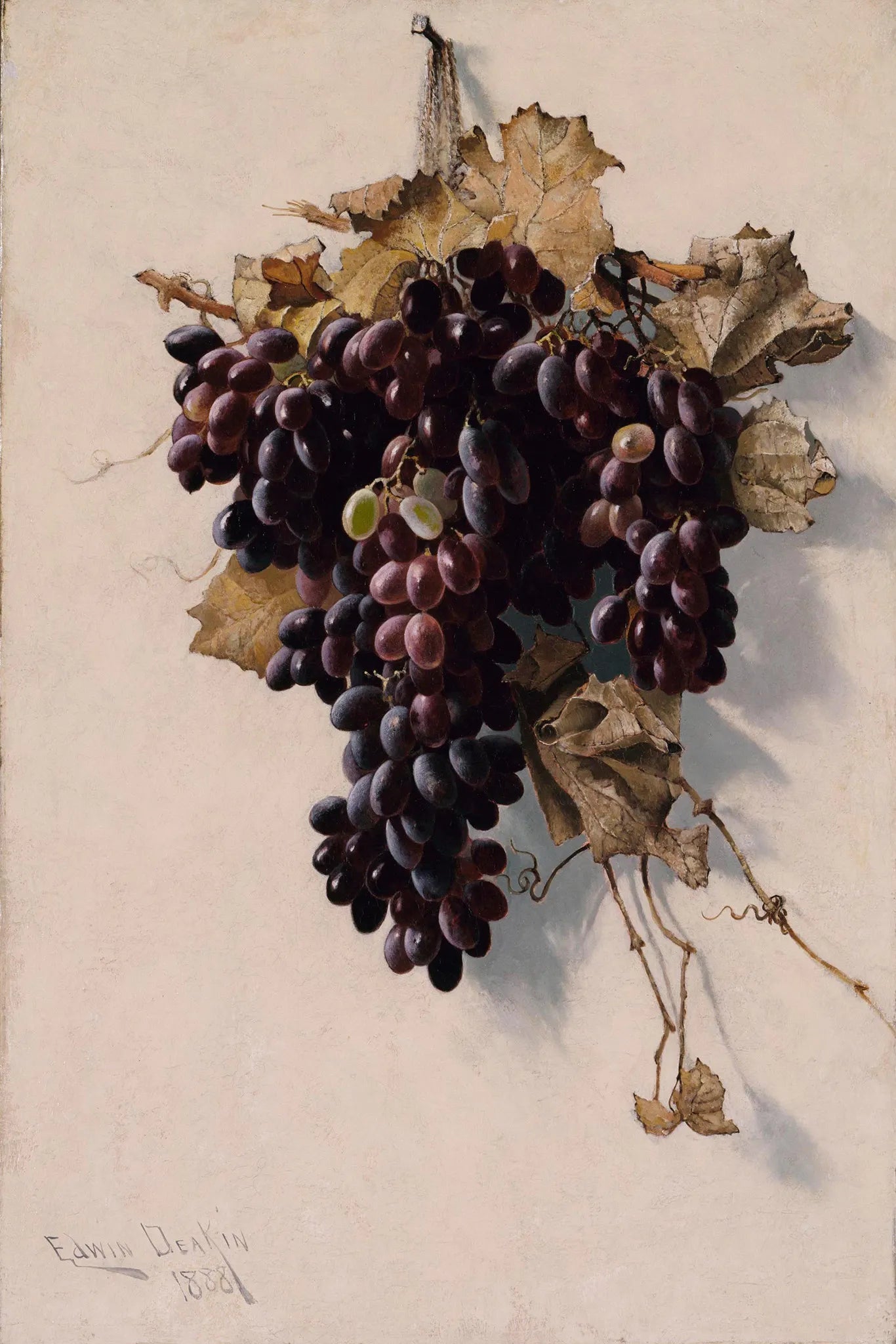 Still Life with Grapes