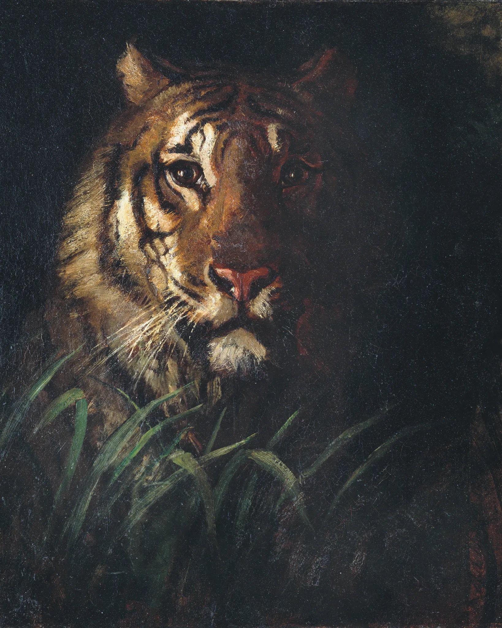 Tiger's Head