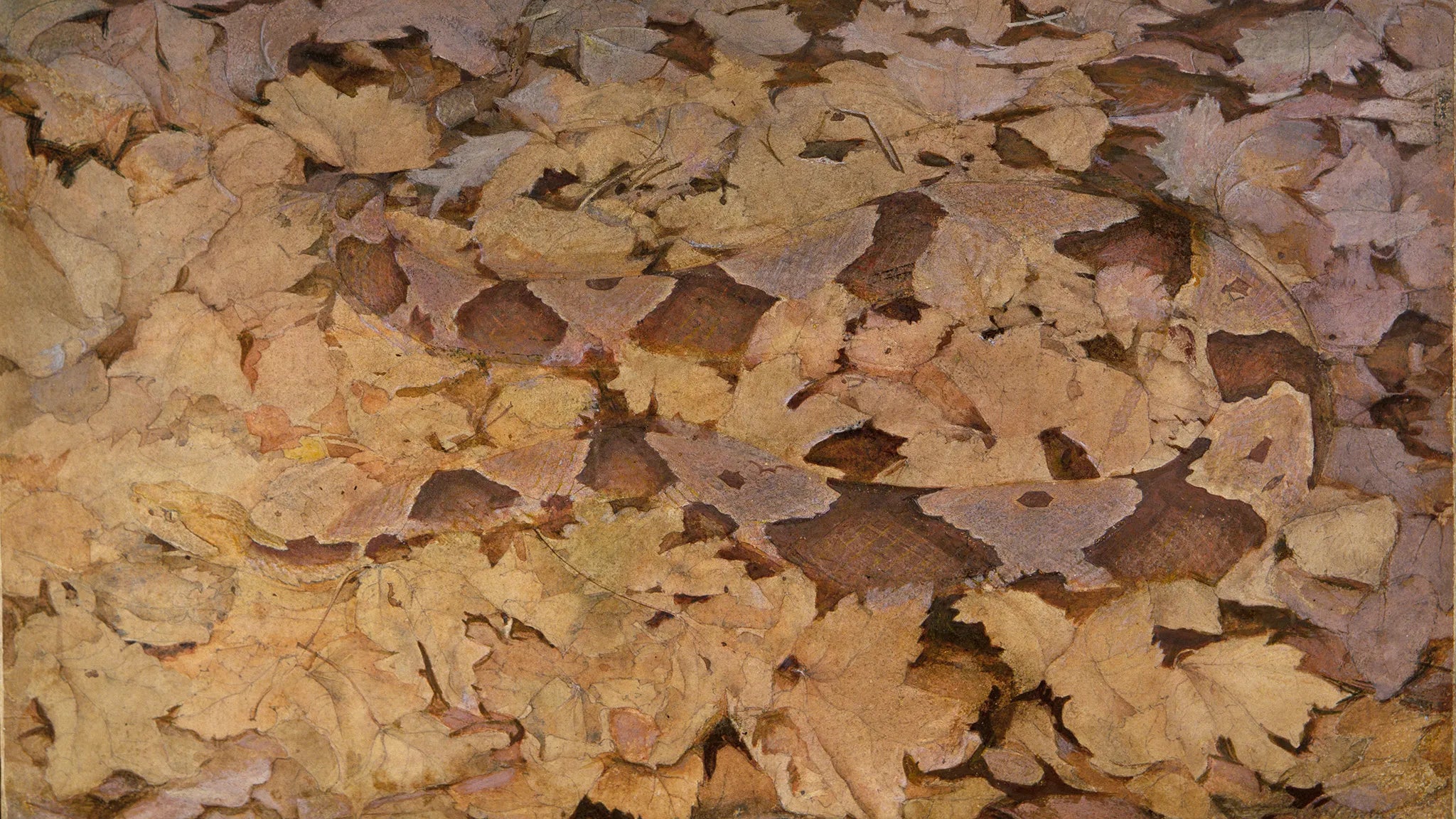 Copperhead Snake on Dead Leaves