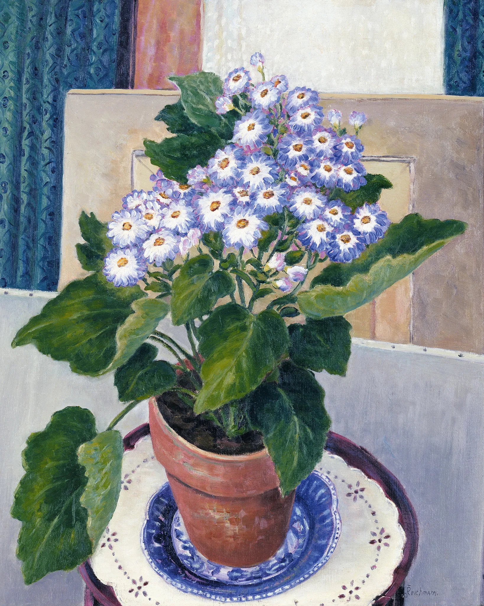 Cineraria